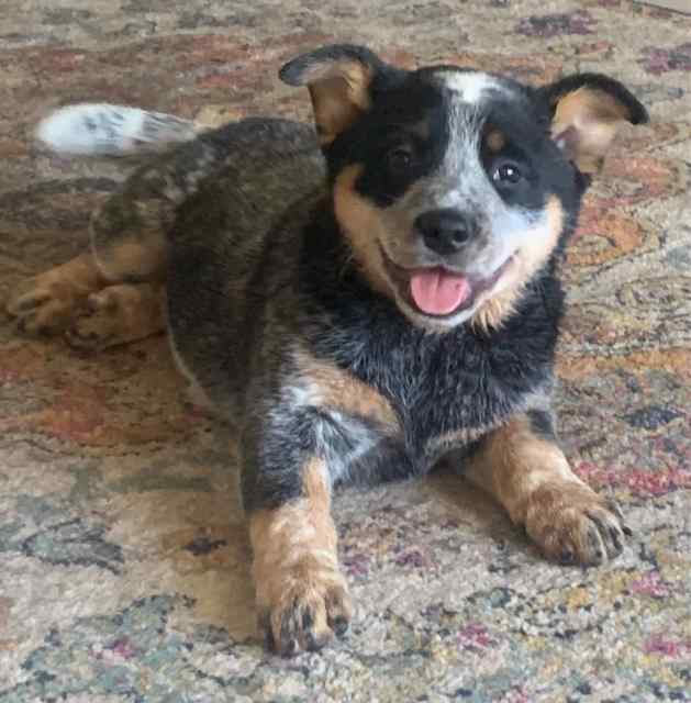 Pure bred Australian female Cattle Dog Puppy - 8 weeks old | Dogs ...