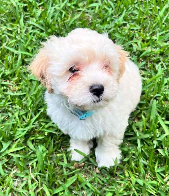 Moodle Puppies Ready for their Home Now Dogs & Puppies Gumtree