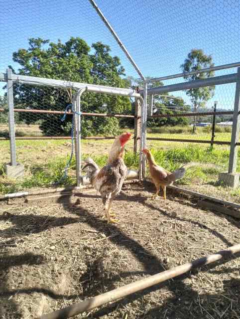 Quality Asil game birds and Old English Bantams | Livestock | Gumtree ...