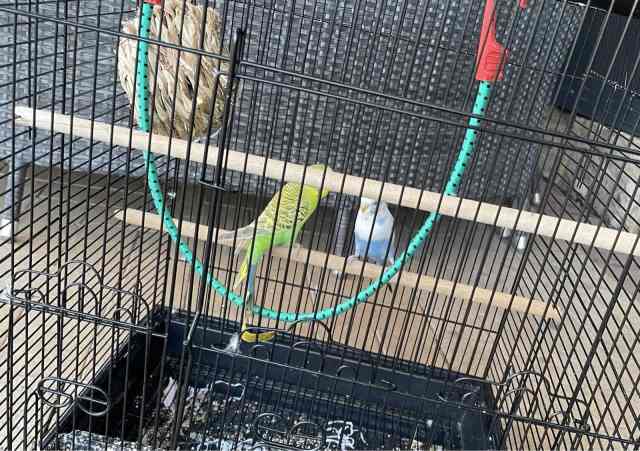 Budgies for sale | Birds | Gumtree Australia Canning Area - Parkwood ...