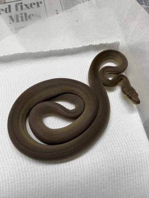 HET Olive Pythons | Reptiles & Amphibians | Gumtree Australia Cairns ...