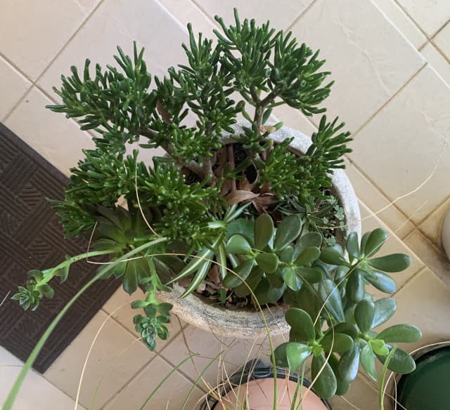 7 Different Types of Succulent Plants in a Sandstone Pot Plants in Padstow NSW Gumtree Australia