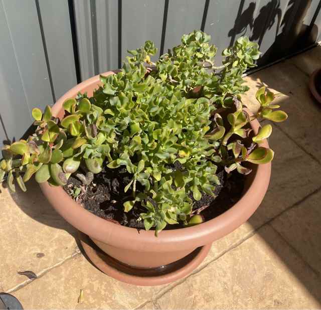 Plants various in large pots for sale Plants Gumtree Australia West