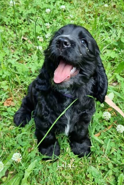 pedigree cocker spaniel