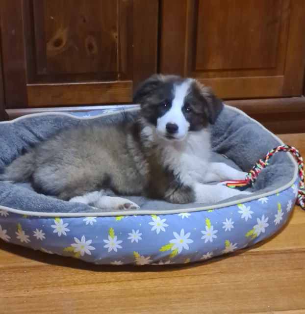 BORDER COLLIE PUPPIES ANKC registered. DOGS VICTORIA Dogs & Puppies