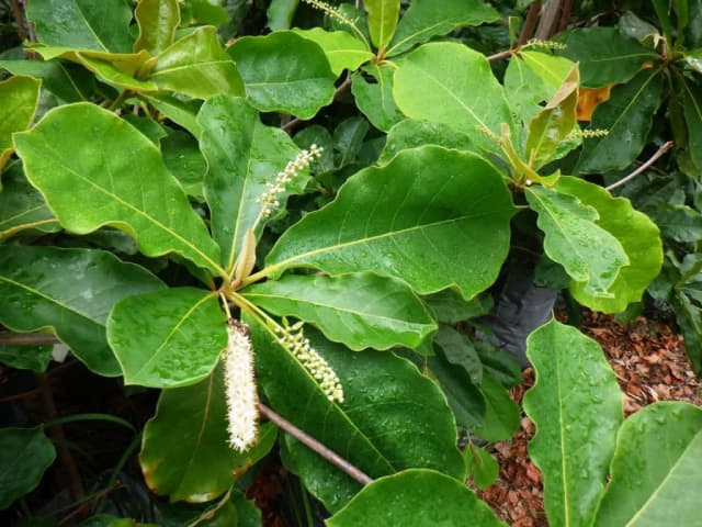 INDIAN TROPICAL SEA ALMOND TERMINALIA CATAPPA SEEDLING PLANTS 4 SALE ...