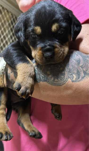 ROTTI PUPS READY FOR NEW LOVING HOMES NOW | Dogs & Puppies | Gumtree ...