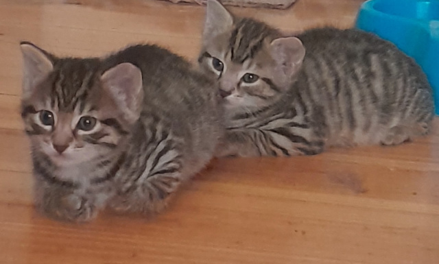 Free Tabby Kittens Male + Tabby Female 1yr old | Cats & Kittens ...
