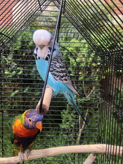 rainbow lorikeet cage for sale