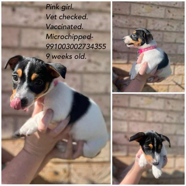 Dachshund cross Jack Russell puppies Dogs & Puppies Gumtree Australia Cessnock Area