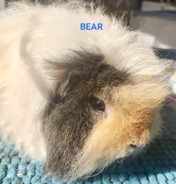 Longhair Guinea Pigs Other Pets Gumtree Australia Armadale Area