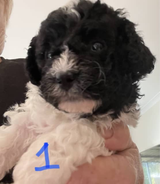 Cavoodle puppies Four females Dogs & Puppies Gumtree Australia