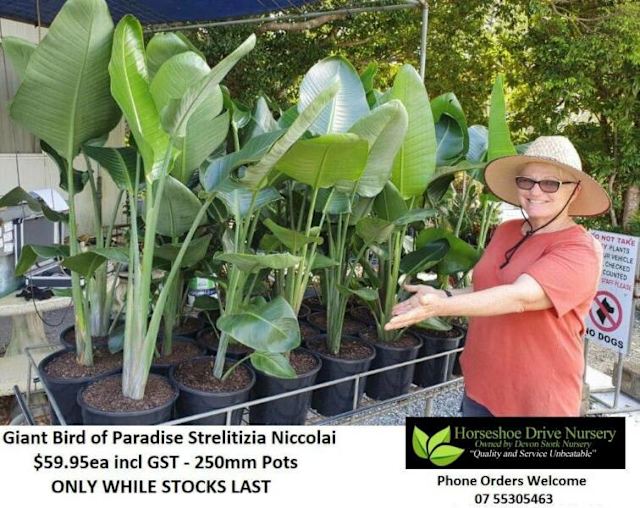 Bird of Paradise Regular & Giant Strelitzia Reginae & Nicolai Plants