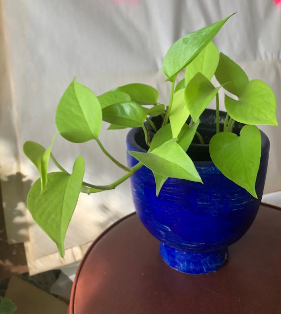 Pothos Goldilocks (Neon) Epipremnum aureum 4 plants in pot Plants Gumtree Australia Banyule