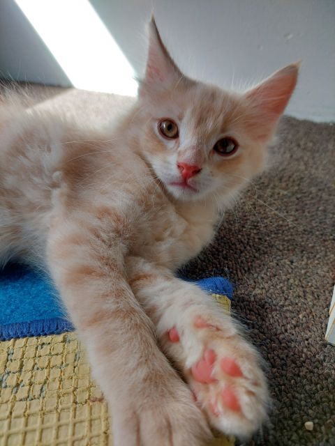 kitten for sale | Cats & Kittens | Gumtree Australia Armadale Area ...