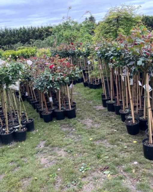 Standard Roses 2ft & 3ft Selected High quality Plants Plants in
