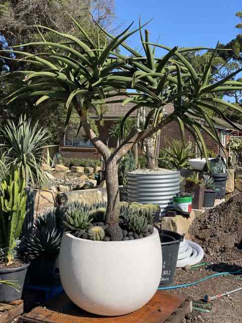 Aloe Trees For Sale Plants In Wamberal Nsw Gumtree Australia 7350