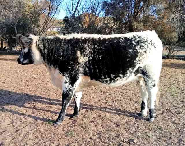 F1 Speckle Park heifer | Livestock | Gumtree Australia Alexandrina Area ...