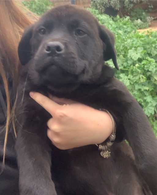 Pedigree Purebred Labrador puppies READY NOW!!! Dogs & Puppies