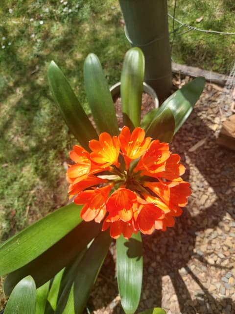 Clivia Miniata In Pots Flowering Now | Plants | Gumtree Australia Yarra ...