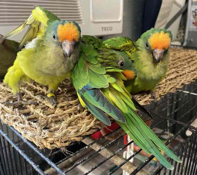 Peach Front, handraised conures Birds Gumtree Australia Gympie Area