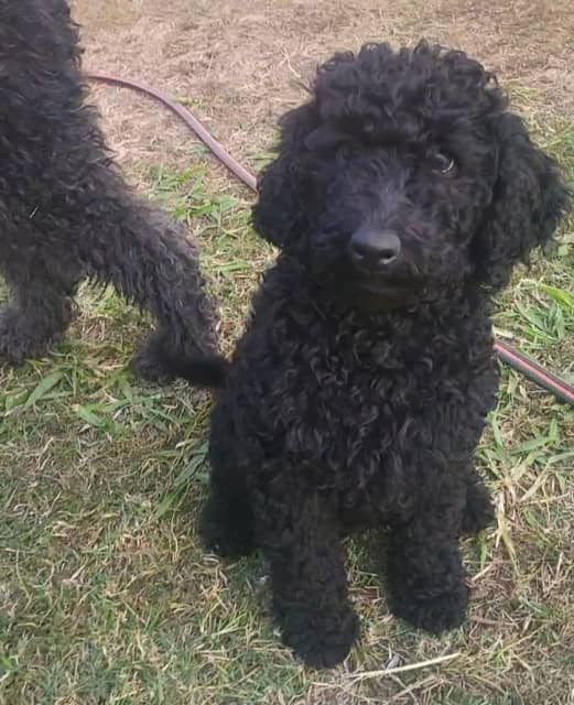 10 week old DOUBLE DOODLE LABRADOODLE X GROODLE 1 LEFT! neg. | Dogs ...