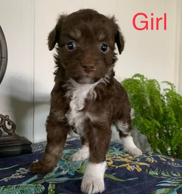 chihuahua x toy poodle puppies for sale