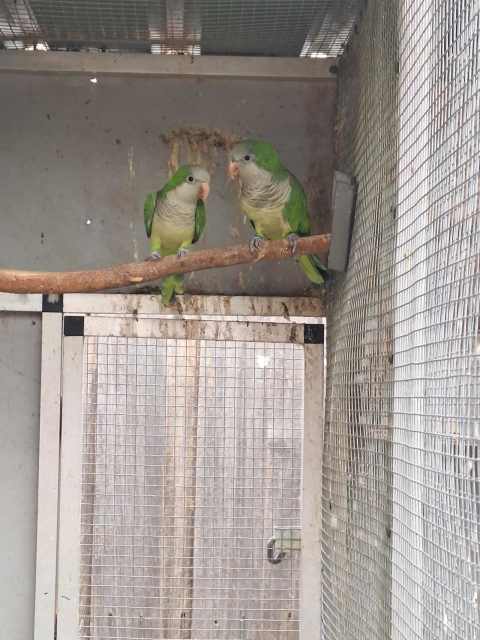 Birds for sale | Birds | Gumtree Australia Clarence Area - Rokeby ...