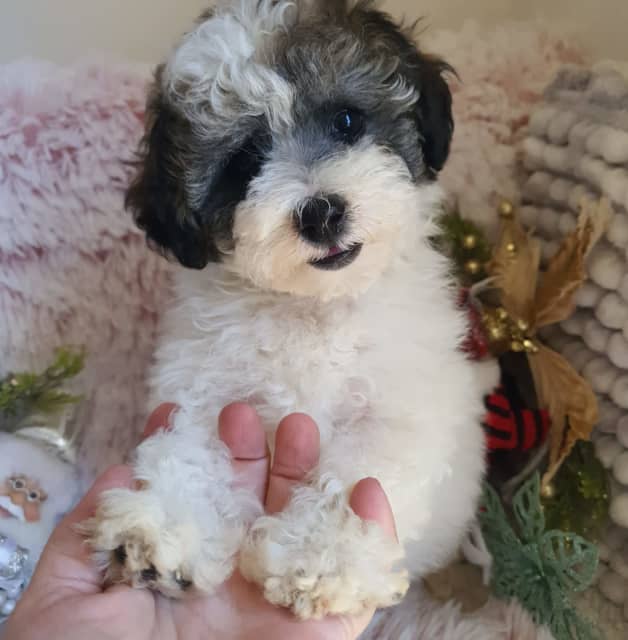 PartiBichoodles, 😊🐩bichon x parti poodle CURRENT 🎬attached | Dogs ...