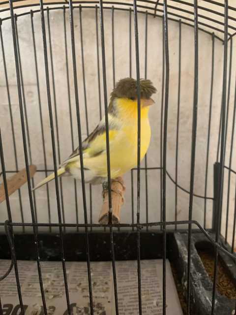 Canaries - show and breeding | Birds | Gumtree Australia Glenorchy Area ...