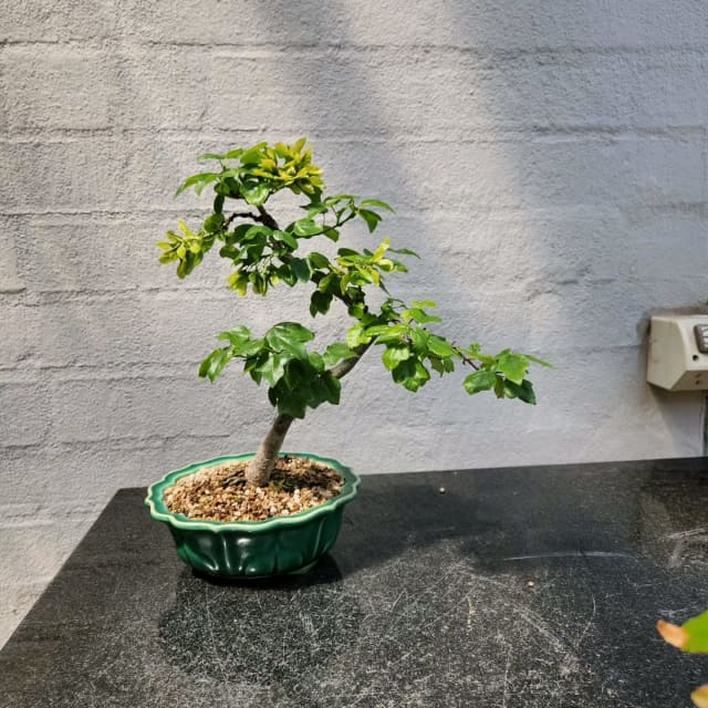 Bonsai Taiwanese Maple 100 Plants Gumtree Australia The Hills