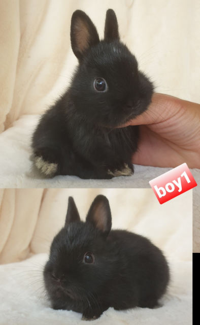 PureBred Netherland Dwarf baby Bunnies 💕 | Rabbits | Gumtree Australia ...