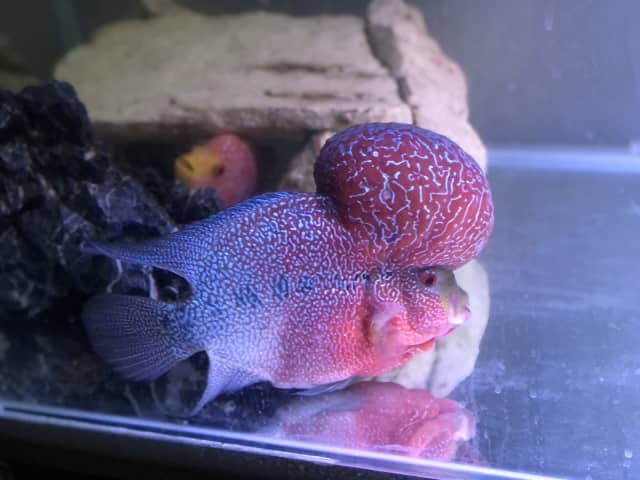 king srd flowerhorn