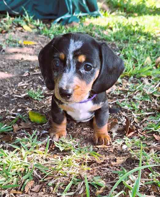 PUREBRED MINI DACHSHUND Dogs & Puppies Gumtree Australia Ryde Area