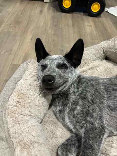 Blue Heeler Puppy | Dogs & Puppies | Gumtree Australia Morphett Vale ...