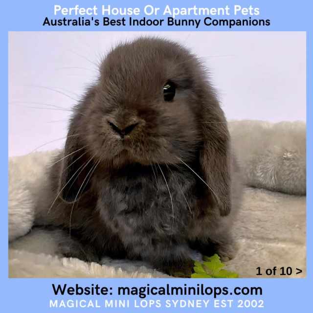 Toilet Trained ️ Socialised Baby Mini Lop Rabbits For Sale Sydney