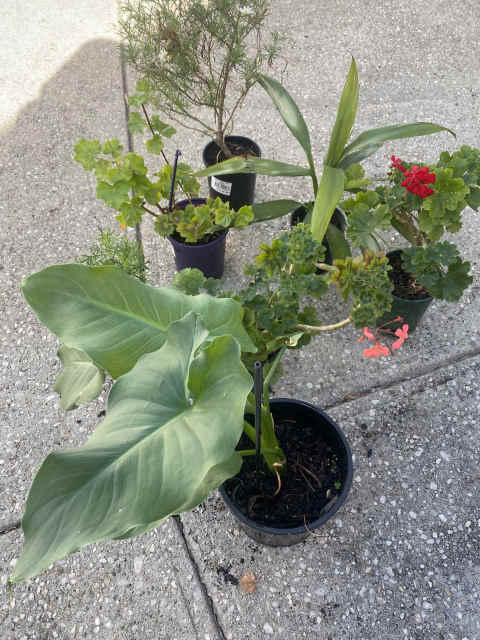 plants (7 in plastic pots) flowers daisy geranium | Plants | Gumtree ...