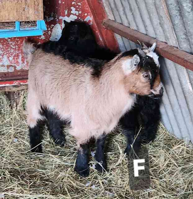Baby mini x goats Livestock Gumtree Australia Melbourne Region Melton Area 1327110839