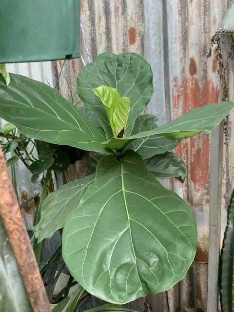 Fiddle-leaf Fig Tree, Ficus Lurata 