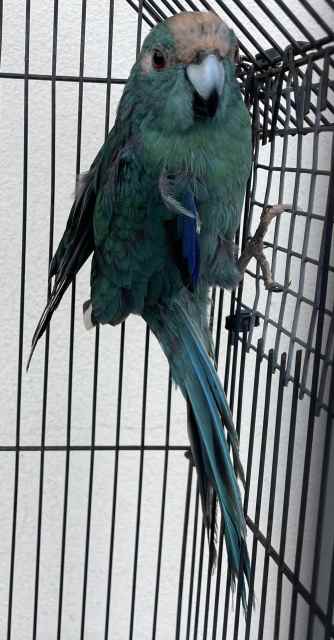 FS: PARROTS-BLUE PIED KAKARIKI-PRINCESS PARROT- | Birds | Gumtree ...