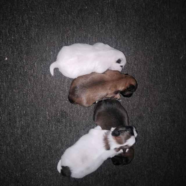 Shitzu X Maltese Dogs & Puppies Gumtree Australia Waroona Area