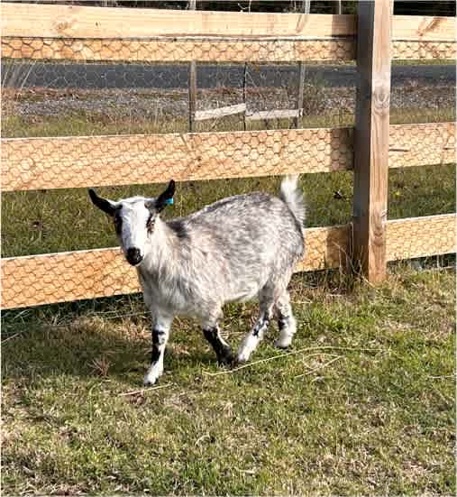 Australian Miniature goats, kids and does Livestock Gumtree