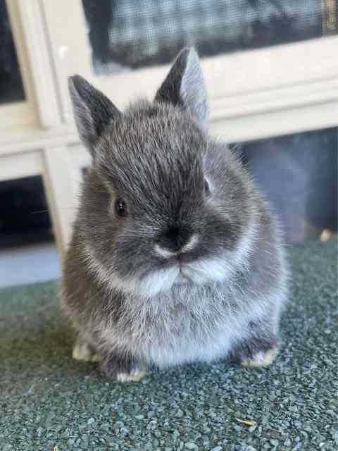 Purebred Netherland Dwarf Bunnies | Rabbits | Gumtree Australia Lake ...