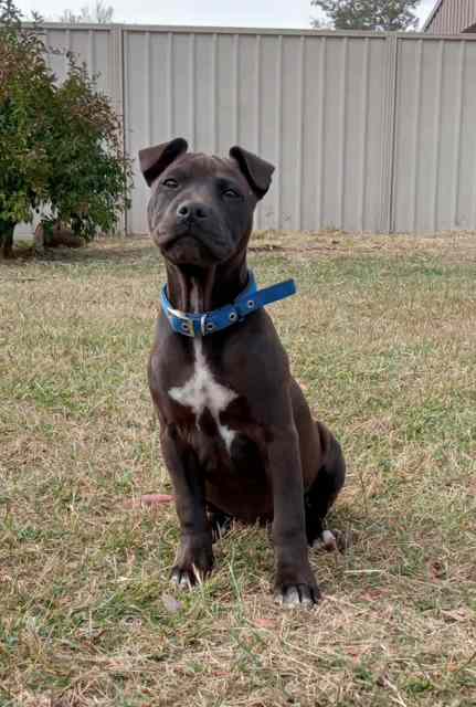 Amstaff pup | Dogs & Puppies | Gumtree Australia North Burnett Area ...