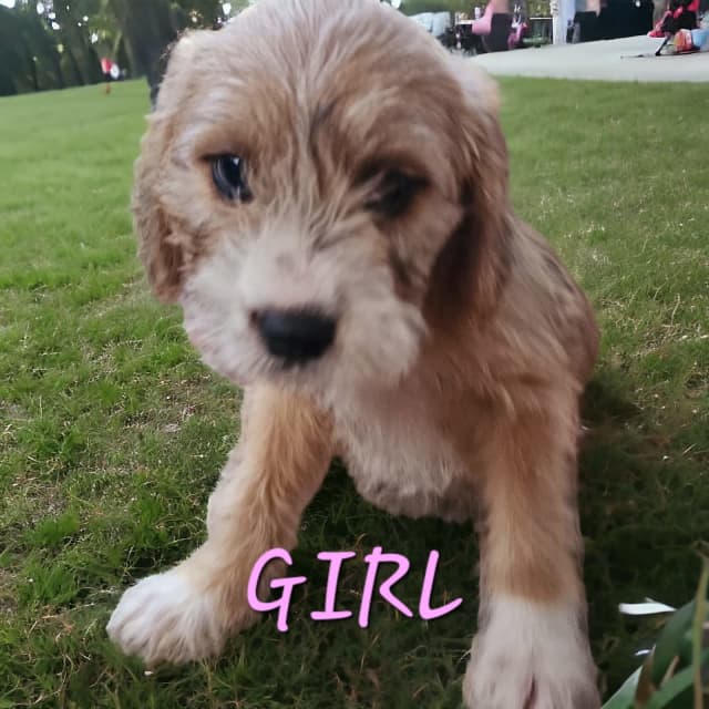 2x Toy Cavoodle X Staffy puppies. 1x Boy & 1x Girl left Dogs