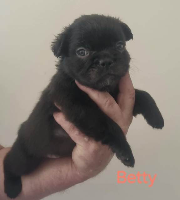 French Bulldog Puppies Dogs & Puppies Gumtree Australia Bathurst