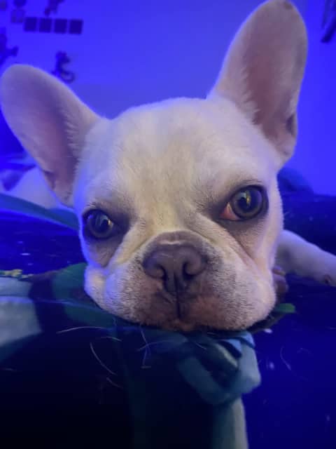 are cream french bulldogs rare