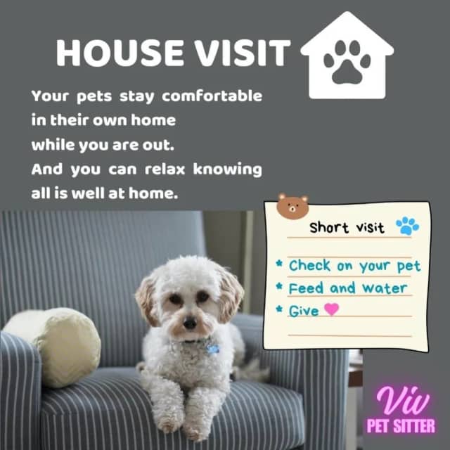VIV Pet sitter & Dog walking Sitting Gumtree Australia Brisbane