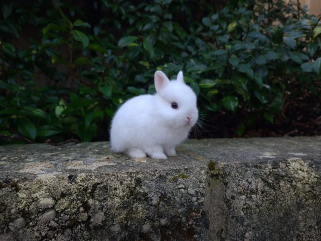 Purebred Mini Lop & Netherland Dwarf Rabbit Babies - Friendly & Calm ...