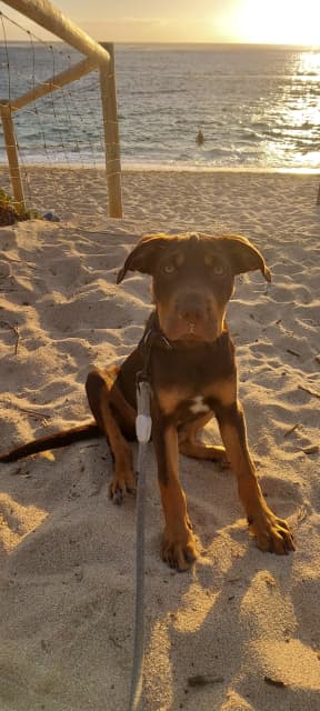 Kelpie x clearance shar pei